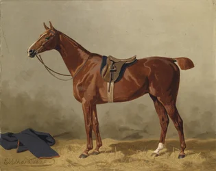 Cavalo de esporte selado